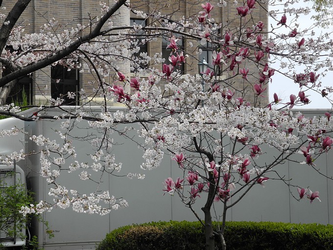 2019年 鶴舞公園(名古屋) 桜情報 2019年 鶴舞公園(名古屋) 桜情報