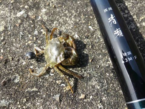 08th result : 見える魚は食わないと言いますが 08th result : 見える魚は食わないと言いますが