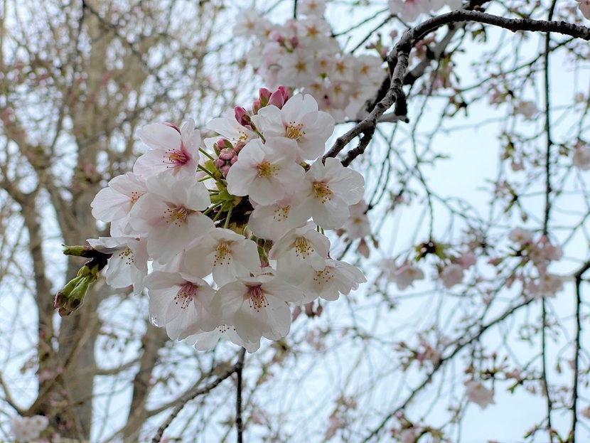 日本人は昔から桜の花と共に生きてきた 日本人は昔から桜の花と共に生きてきた