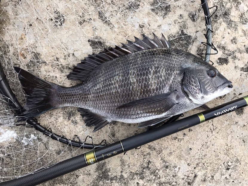 01th result : 釣りにタラレバは通用しない 01th result : 釣りにタラレバは通用しない