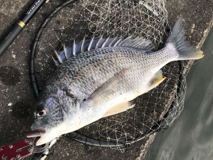 18th result : 魚は海に幾らでもいる 18th result : 魚は海に幾らでもいる