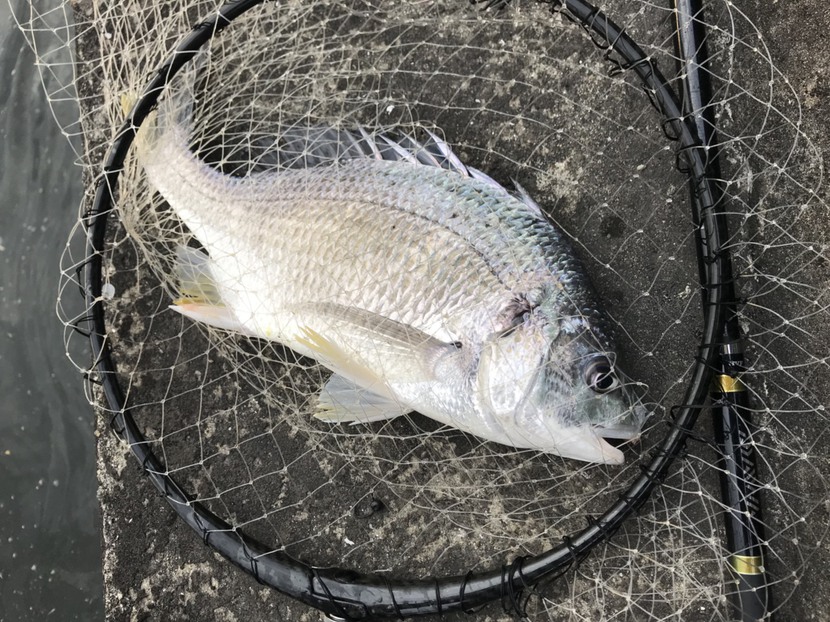 18th result : 魚は海に幾らでもいる 18th result : 魚は海に幾らでもいる