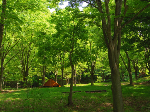 新緑を感じるソロキャンプへ。