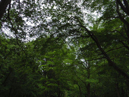 梅雨の西蔵王公園キャンプ場でひさしぶりにひっそり幕を張る。
