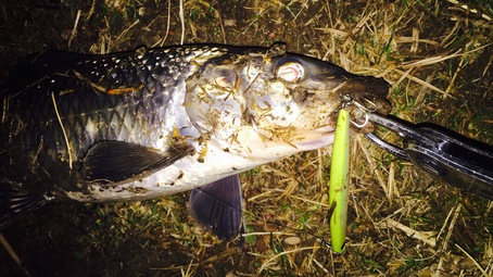 湾奥 シーバス釣行 バチパターンを求めてランガン! 湾奥 シーバス釣行 バチパターンを求めてランガン!