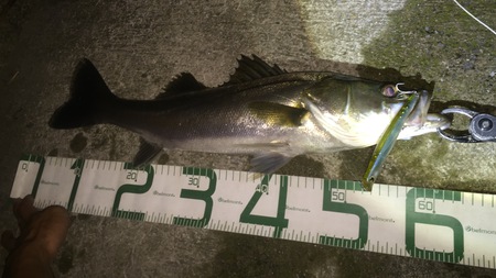 旧江戸川 シーバス釣行 流れに乗せ1本ゲット! 旧江戸川 シーバス釣行 流れに乗せ1本ゲット!