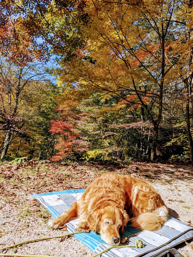 県北キャンプ場 ラナ編 県北キャンプ場 ラナ編