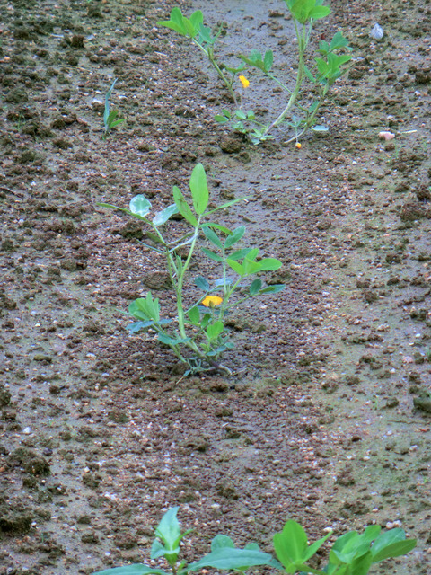 芋掘り大会のお知らせ♪ 芋掘り大会のお知らせ♪
