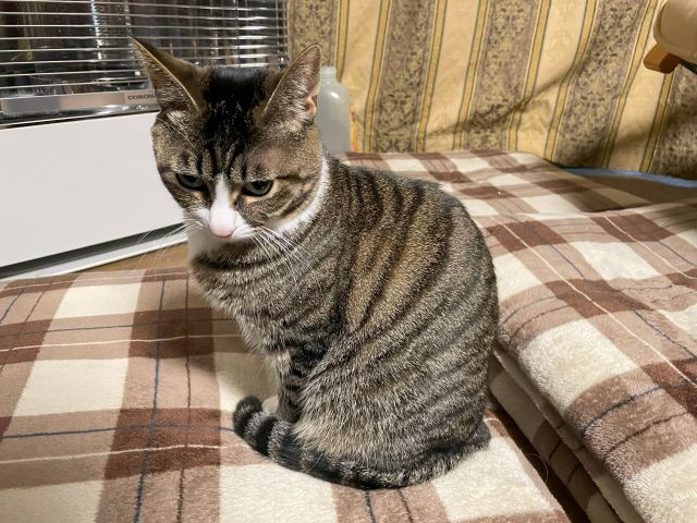 おまえ、だれにぁ~ おまえ、だれにぁ~