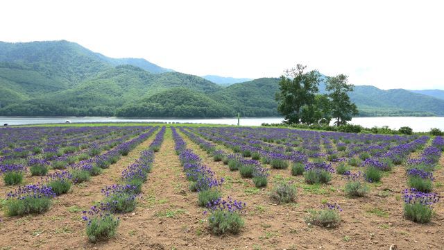 かなやま湖畔キャンプ場 かなやま湖畔キャンプ場