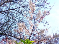 桜咲く・・・