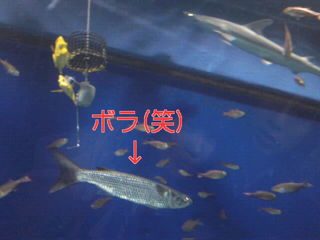 ボラ