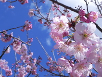 桜がさいちょったでえ＾＾ｖ