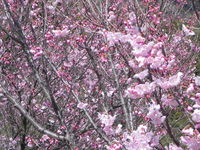 桜がさいちょったでえ＾＾ｖ