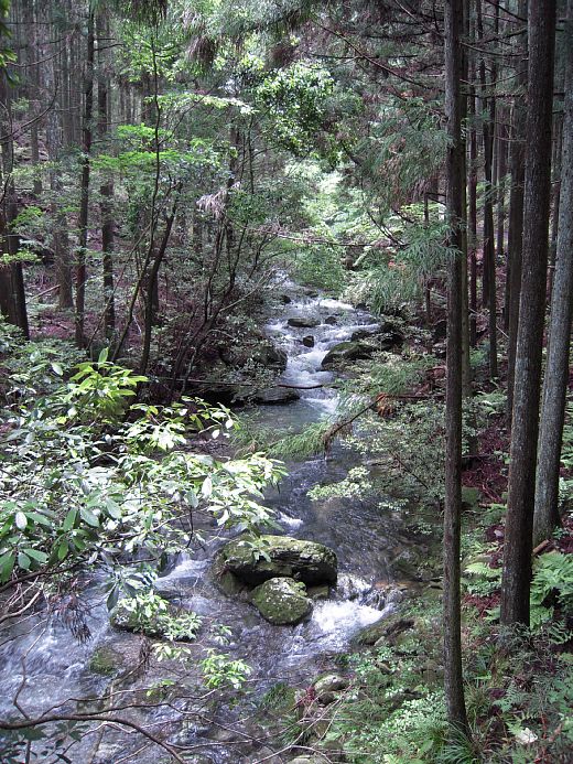 静岡-舞木林道 朝練・コソ練
