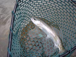 おくとねフィッシングパーク 釣行 2009年7月中旬