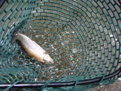 おくとねフィッシングパーク 釣行 2009年7月中旬