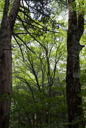 水木沢自然林