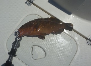 開拓成功! アコウライン 開拓成功! アコウライン