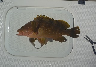 開拓成功! アコウライン 開拓成功! アコウライン