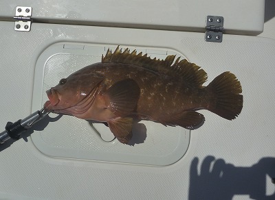 開拓成功! アコウライン 開拓成功! アコウライン