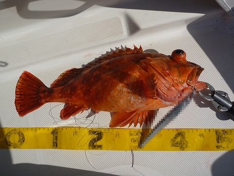 調査中の場所、芽吹きはじめた! 調査中の場所、芽吹きはじめた!