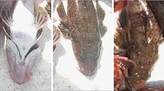 え? ハモなの?? え? ハモなの??