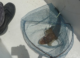 え? ハモなの?? え? ハモなの??