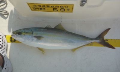 欲を出さなきゃ、いいこと そこそこ。 欲を出さなきゃ、いいこと そこそこ。