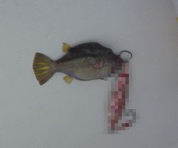 潮が動かねぇんだもん。 潮が動かねぇんだもん。