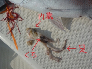 嗚呼、生け簀は真っ黒・・ 嗚呼、生け簀は真っ黒・・