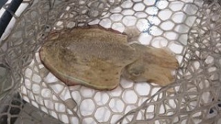 石鯛 どれほど攻めるか 石鯛 どれほど攻めるか