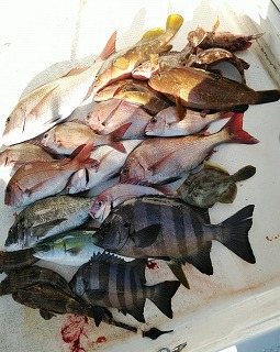 石鯛 どれほど攻めるか 石鯛 どれほど攻めるか