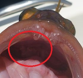 開拓 アコウライン 開拓 アコウライン