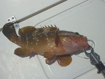 開拓 アコウライン 開拓 アコウライン