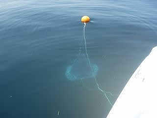 開拓 アコウライン 開拓 アコウライン