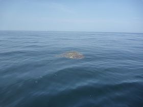 開拓 アコウライン 開拓 アコウライン
