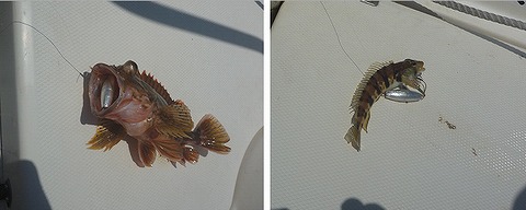 開拓 アコウライン 開拓 アコウライン