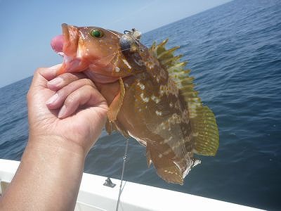 開拓 アコウライン 開拓 アコウライン