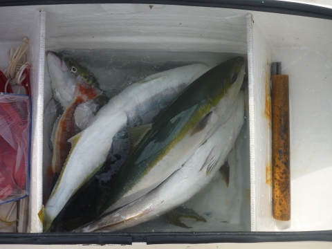 釣れすぎじゃない?? (俺にしちゃぁ) 釣れすぎじゃない?? (俺にしちゃぁ)