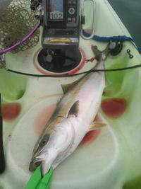 グリッサンドで9魚種目&久々ワラサ