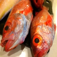 赤い魚たち