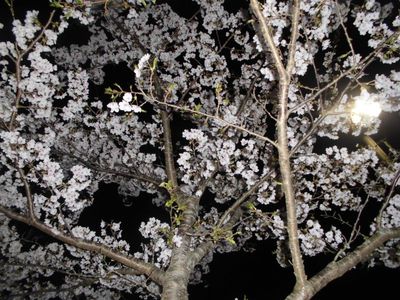 つくばねオートキャンプ場 2015.04.11~04.12 (その1) つくばねオートキャンプ場 2015.04.11~04.12 (その1)