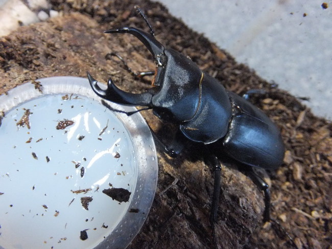 ヒメオオクワが起きました~ ヒメオオクワが起きました~
