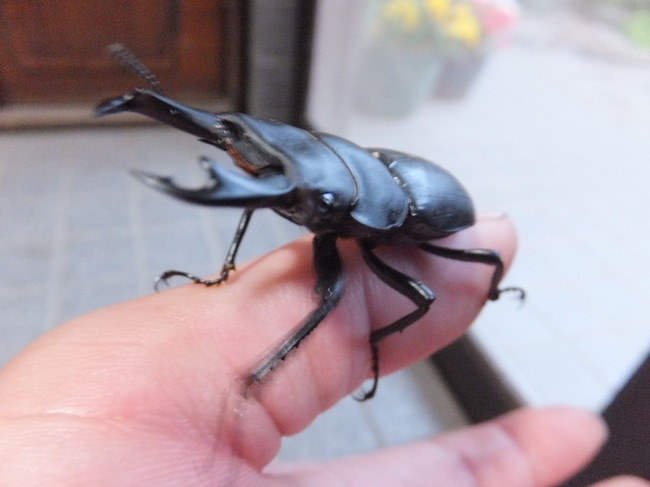 ヒメオオクワが起きました~ ヒメオオクワが起きました~
