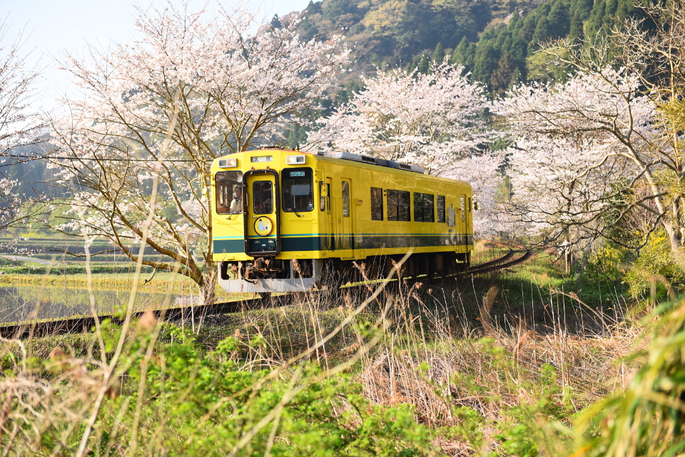 いすみ鉄道「桜のトンネル」を撮る！　