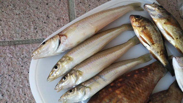 釣行 投げ釣り キス 釣行 投げ釣り キス