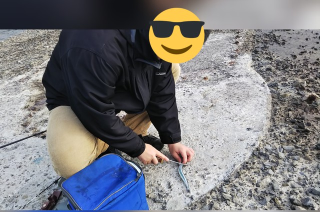 釣行 松山 サヨリ 釣行 松山 サヨリ
