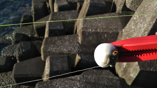 釣行 伊予 エビ撒き釣り 釣行 伊予 エビ撒き釣り
