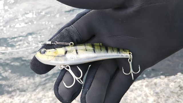 釣行 松山 サヨリ 釣行 松山 サヨリ